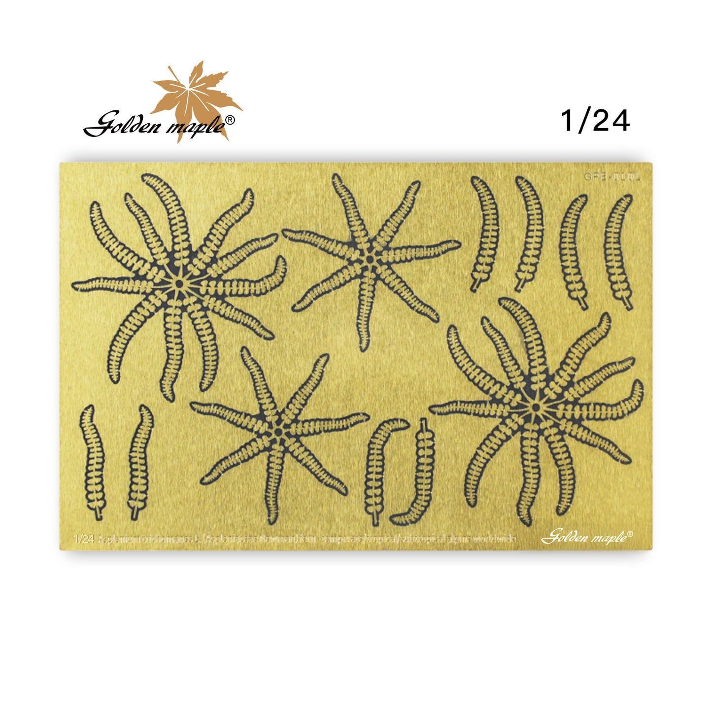 Golden Maple 1/48/35/24 Fern PE Etched Sheet Fern fern -Temperate /Tropical/Subtropical alpine worldwide