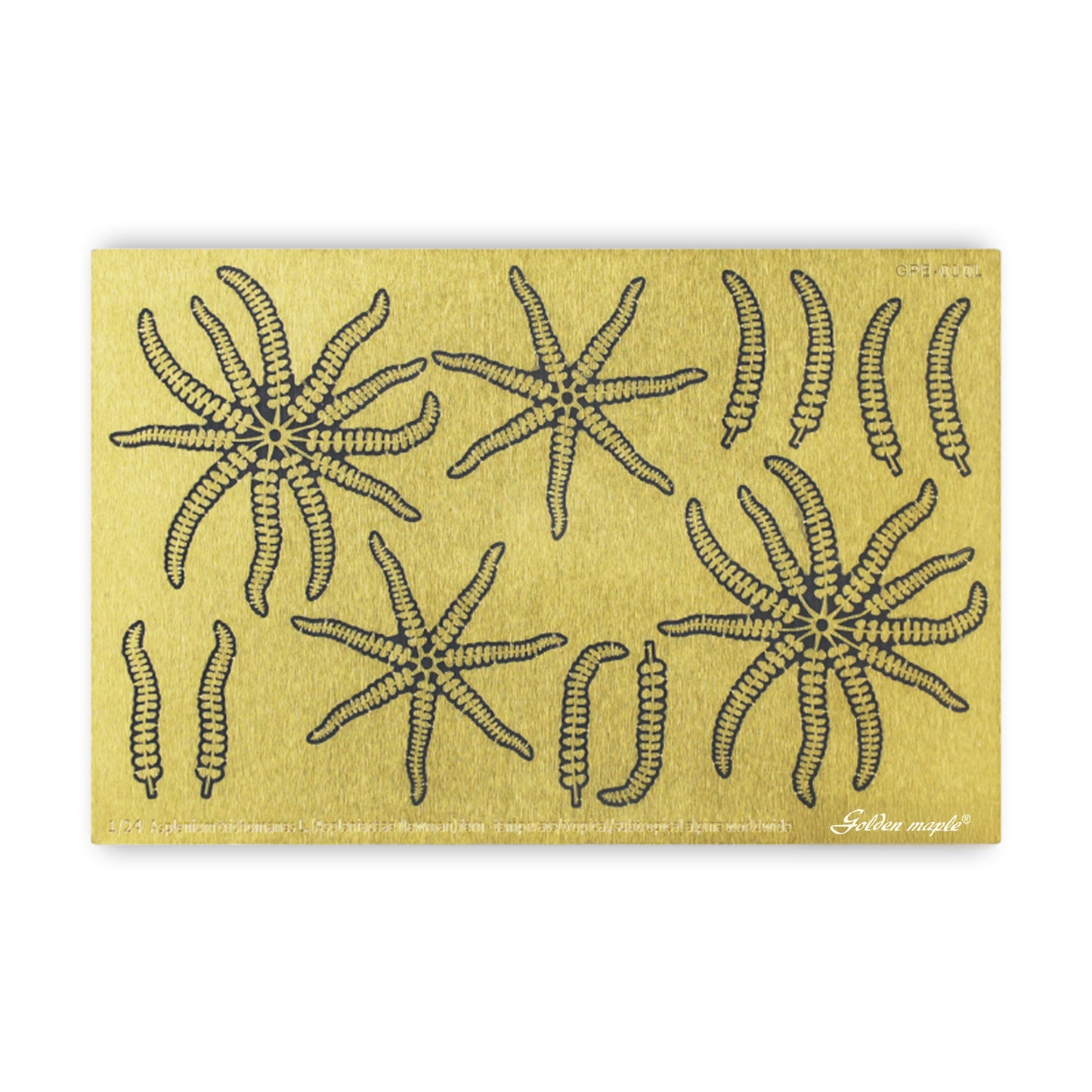 Golden Maple 1/48/35/24 Fern PE Etched Sheet Fern fern -Temperate /Tropical/Subtropical alpine worldwide