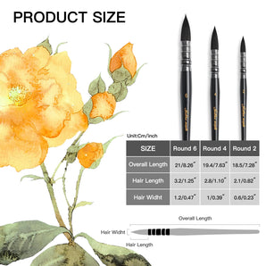 Golden Maple Round Watercolor Brushes size guide: detailed dimensions for Round 6, 4, 2, showing overall & hair length, width.